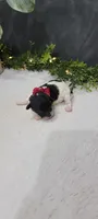 Oliver , a male Poodle - Miniature  for sale in Kalamazoo, MI – 1 of 3
