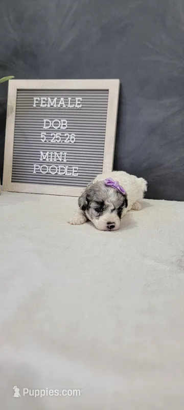 Penny  – Poodle - Miniature  puppy for sale in Kalamazoo, MI