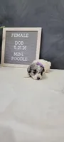 Penny , a female Poodle - Miniature  for sale in Kalamazoo, MI – 1 of 3