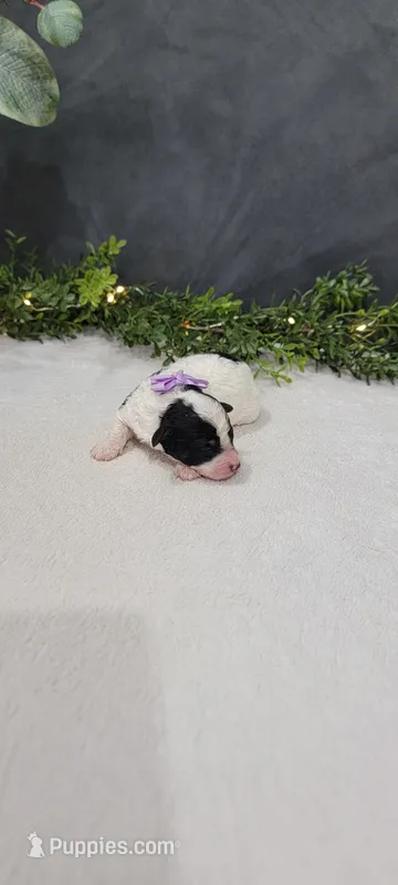 Roxie – Poodle - Miniature  puppy for sale in Kalamazoo, MI