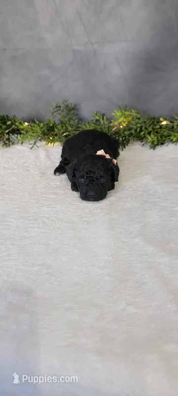 Alice  – Poodle - Miniature  puppy for sale in Kalamazoo, MI