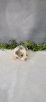 Buster, a male Poodle - Miniature  for sale in Kalamazoo, MI – 4 of 5