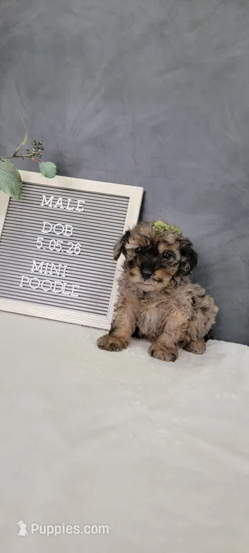 Max – Poodle - Miniature  puppy for sale in Kalamazoo, MI