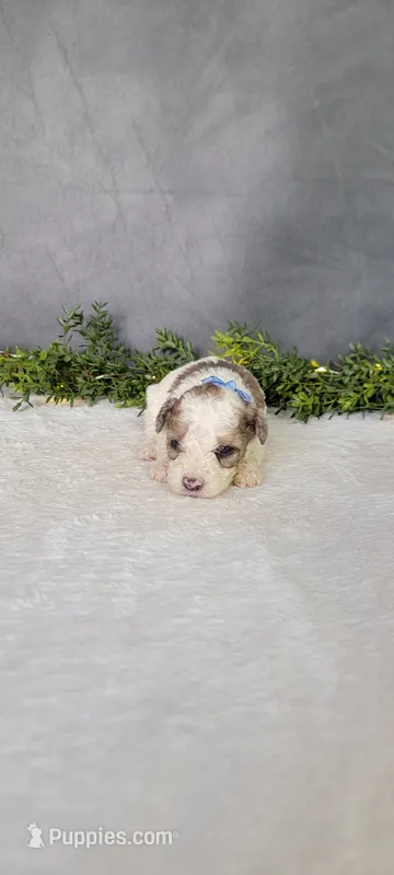 Buster – Poodle - Miniature  puppy for sale in Kalamazoo, MI