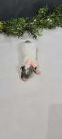 Bella, a female Poodle - Miniature  for sale in Kalamazoo, MI – 4 of 4