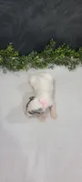 Lexi, a female Poodle - Miniature  for sale in Kalamazoo, MI – 4 of 6