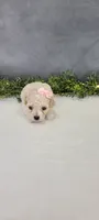 Precious , a female Poodle - Miniature  for sale in Kalamazoo, MI – 2 of 4