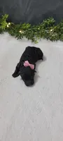 Daisy, a female Poodle - Miniature  for sale in Kalamazoo, MI – 4 of 4