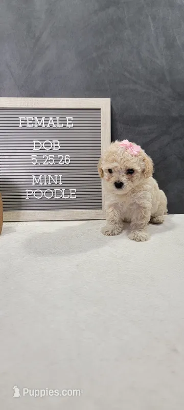Precious  – Poodle - Miniature  puppy for sale in Kalamazoo, MI