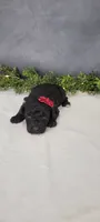 Milo , a male Poodle - Miniature  for sale in Kalamazoo, MI – 3 of 3