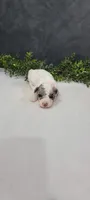 Lexi, a female Poodle - Miniature  for sale in Kalamazoo, MI – 6 of 6