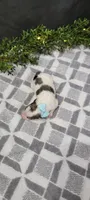 Buster, a male Poodle - Miniature  for sale in Kalamazoo, MI – 3 of 3