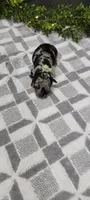 Coco, a male Poodle - Miniature  for sale in Kalamazoo, MI – 3 of 3
