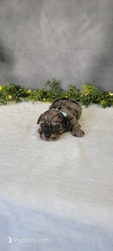 Max – Poodle - Miniature  puppy for sale in Kalamazoo, MI