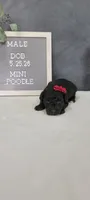 Milo , a male Poodle - Miniature  for sale in Kalamazoo, MI – 1 of 3