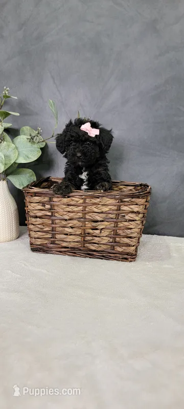 Alice  – Poodle - Miniature  puppy for sale in Kalamazoo, MI