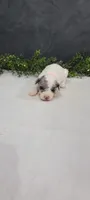 Lexi, a female Poodle - Miniature  for sale in Kalamazoo, MI – 5 of 6