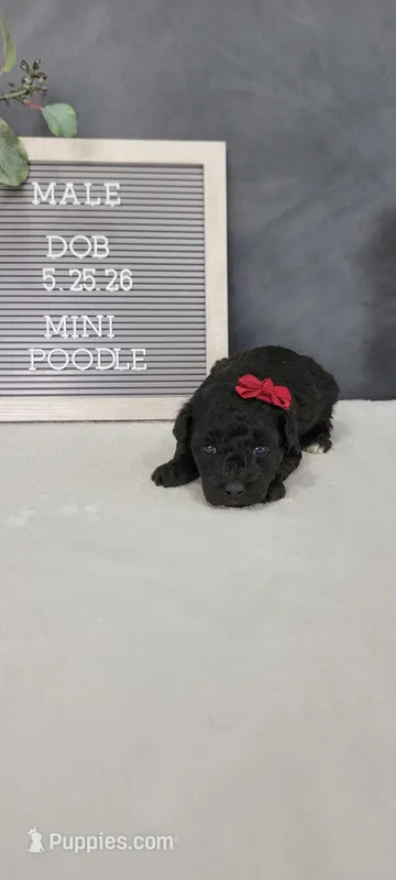 Milo  – Poodle - Miniature  puppy for sale in Kalamazoo, MI