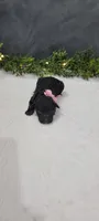 Daisy, a female Poodle - Miniature  for sale in Kalamazoo, MI – 2 of 4