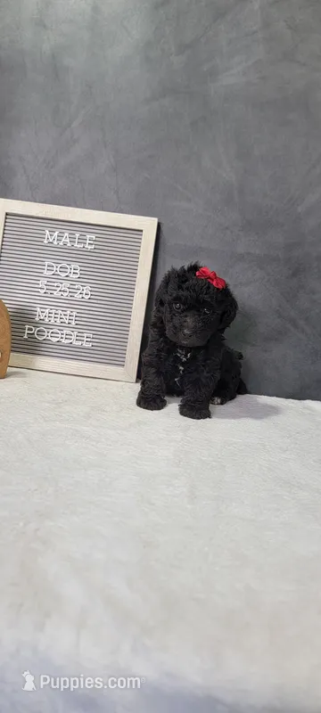 Milo  – Poodle - Miniature  puppy for sale in Kalamazoo, MI