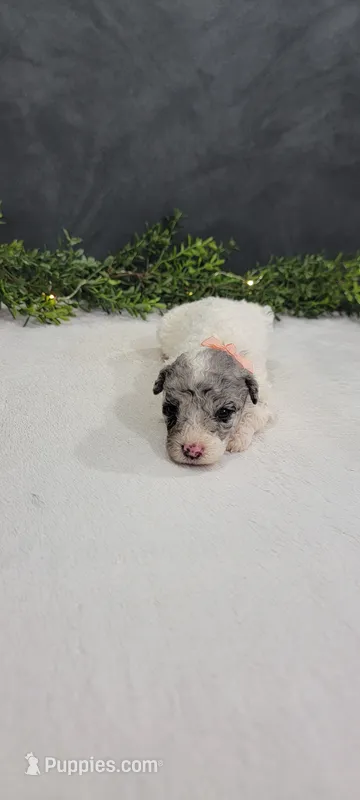 Bella – Poodle - Miniature  puppy for sale in Kalamazoo, MI