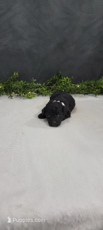 Daisy – Poodle - Miniature  puppy for sale in Kalamazoo, MI