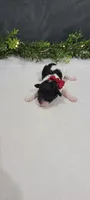 Oliver , a male Poodle - Miniature  for sale in Kalamazoo, MI – 3 of 3