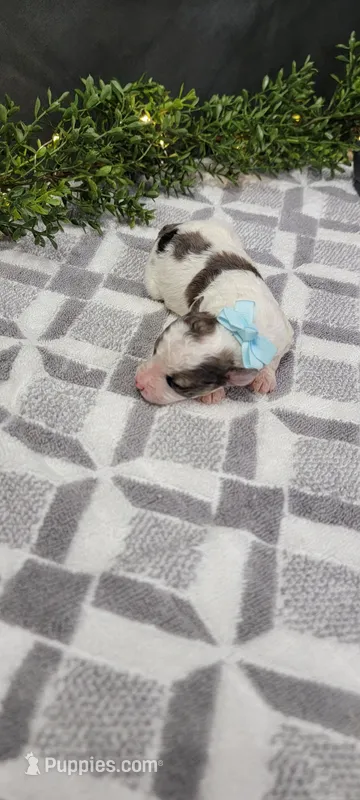 Buster – Poodle - Miniature  puppy for sale in Kalamazoo, MI
