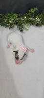 Lexi, a female Poodle - Miniature  for sale in Kalamazoo, MI – 2 of 3