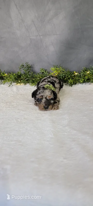 Coco – Poodle - Miniature  puppy for sale in Kalamazoo, MI