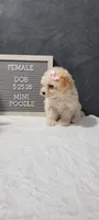 Precious , a female Poodle - Miniature  for sale in Kalamazoo, MI – 4 of 4