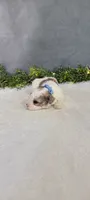 Buster, a male Poodle - Miniature  for sale in Kalamazoo, MI – 2 of 5