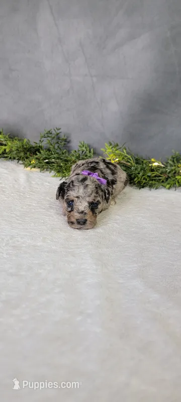 Avery – Poodle - Miniature  puppy for sale in Kalamazoo, MI