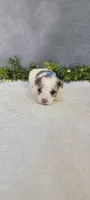 Buster, a male Poodle - Miniature  for sale in Kalamazoo, MI – 3 of 5