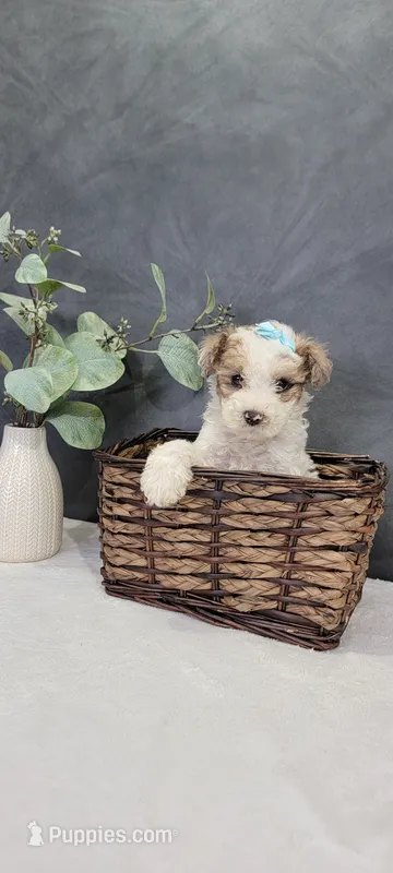Buster – Poodle - Miniature  puppy for sale in Kalamazoo, MI