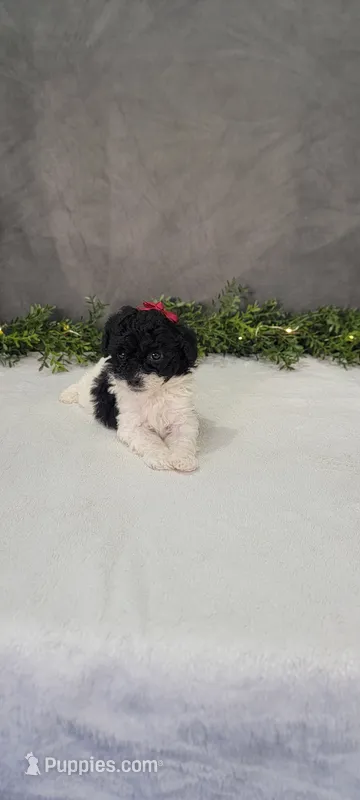 Oliver  – Poodle - Miniature  puppy for sale in Kalamazoo, MI