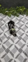 Coco, a male Poodle - Miniature  for sale in Kalamazoo, MI – 2 of 3