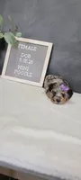 Avery, a female Poodle - Miniature  for sale in Kalamazoo, MI – 3 of 5
