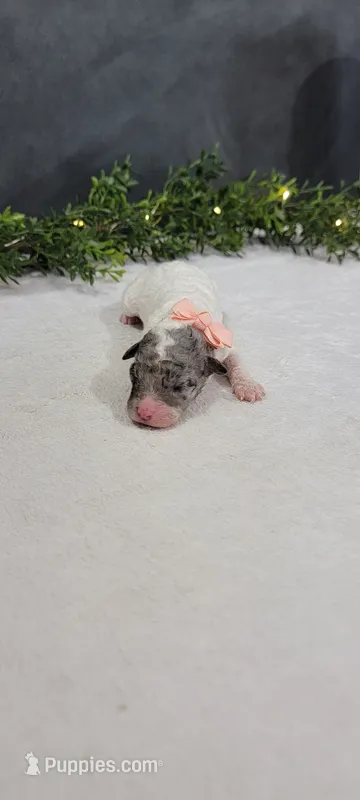 Bella – Poodle - Miniature  puppy for sale in Kalamazoo, MI