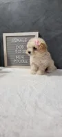 Precious , a female Poodle - Miniature  for sale in Kalamazoo, MI – 3 of 4