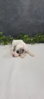 Lexi, a female Poodle - Miniature  for sale in Kalamazoo, MI – 3 of 6