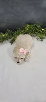 Precious , a female Poodle - Miniature  for sale in Kalamazoo, MI – 3 of 4
