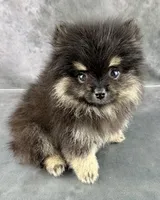 Zeke AKC, a male Pomeranian for sale in Mineral City, OH – 4 of 6
