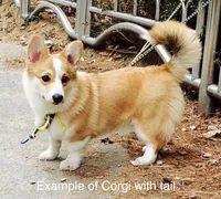 Tilly (Tailed Baby ❤️), a female Pembroke Welsh Corgi for sale in Mineral City, OH – Photo 8 of 8