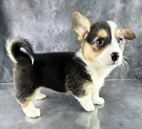 Tilly (Tailed Baby ❤️), a female Pembroke Welsh Corgi for sale in Mineral City, OH – Photo 2 of 8