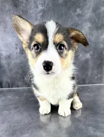 Tilly (Tailed Baby ❤️), a female Pembroke Welsh Corgi for sale in Mineral City, OH – Photo 5 of 8