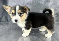 Tilly (Tailed Baby ❤️), a female Pembroke Welsh Corgi for sale in Mineral City, OH – Photo 4 of 8