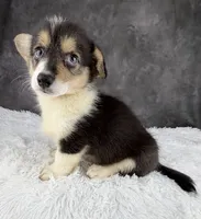 Charlie (Tailed Baby) , a male Pembroke Welsh Corgi for sale in Mineral City, OH – 5 of 7