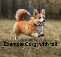 Charlie (Tailed Baby) , a male Pembroke Welsh Corgi for sale in Mineral City, OH – 7 of 7