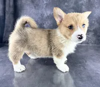 Josie (Tailed Baby ❤️), a female Pembroke Welsh Corgi for sale in Mineral City, OH – Photo 5 of 8